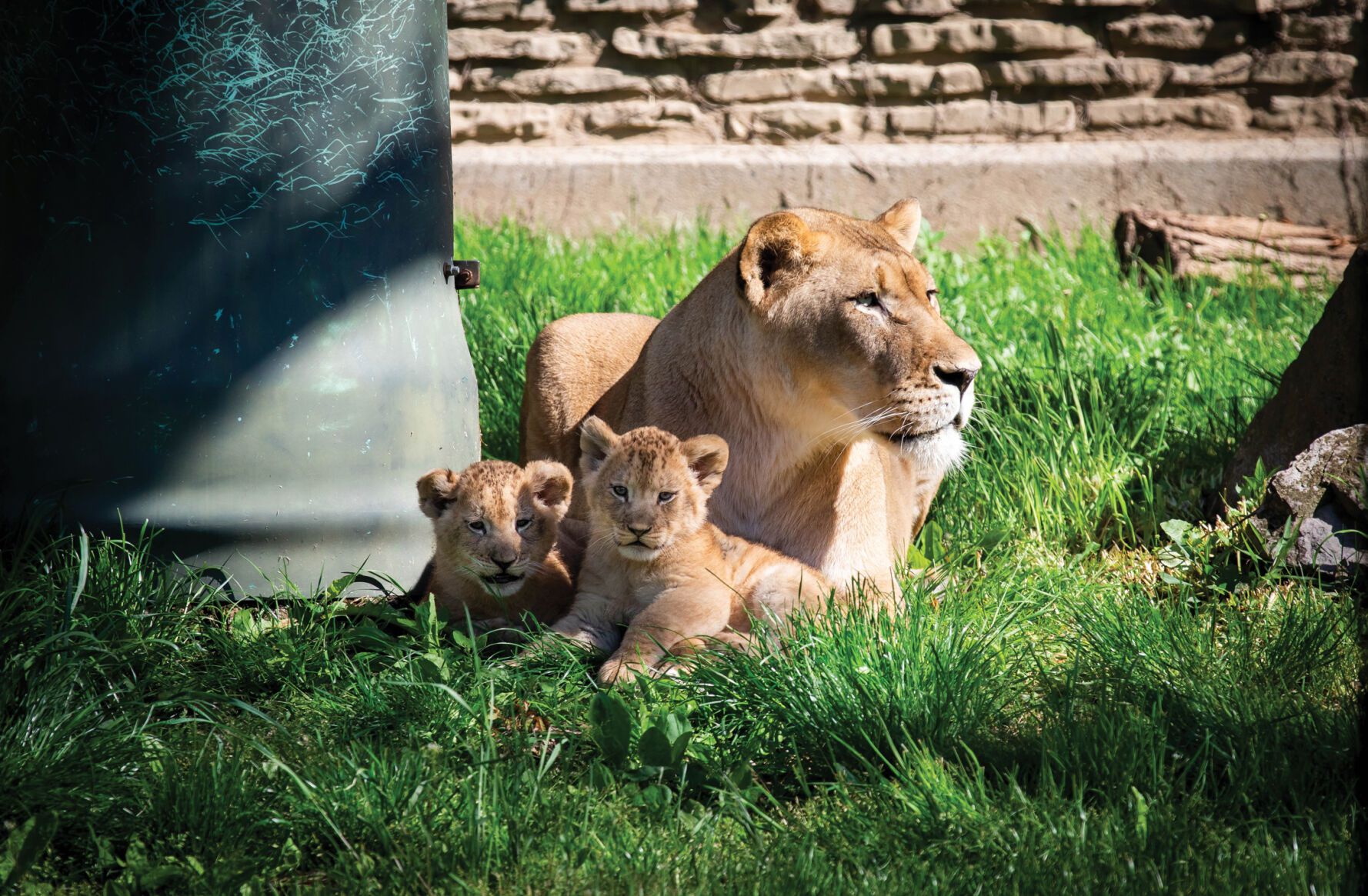 lion-cubs-outside-0907.jpg